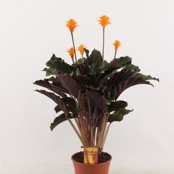 Calathea crocata