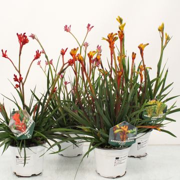 Anigozanthos MIX