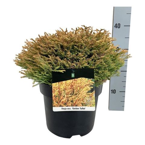 Thuja occidentalis 'Golden Tuffet'