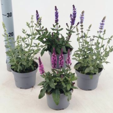 Salvia nemorosa MIDNIGHT MIX