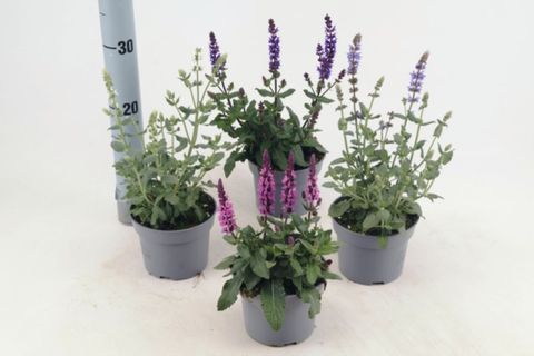 Salvia nemorosa MIDNIGHT MIX