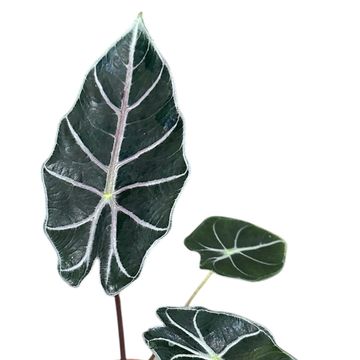 Alocasia 'Watsoniana Red Vein'