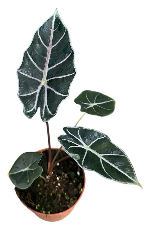 Alocasia 'Watsoniana Red Vein'