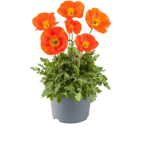 Papaver nudicaule 'Pop-up Orange'
