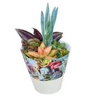 Succulents MIX IN POT