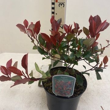 Photinia x fraseri 'Little Red Robin'