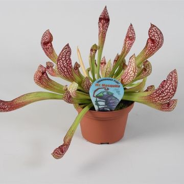 Sarracenia 'Scarlet Belle'