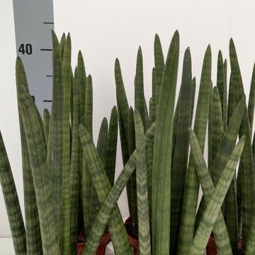 Sansevieria cylindrica 'Wave'