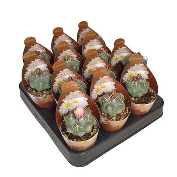 Thelocactus hexaedrophorus