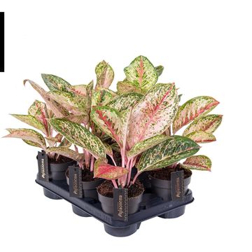 Aglaonema 'Painted Celebration'