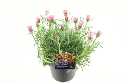 Rhodanthemum 'Marrakech'