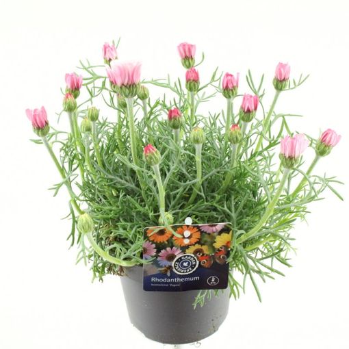 Rhodanthemum 'Marrakech'