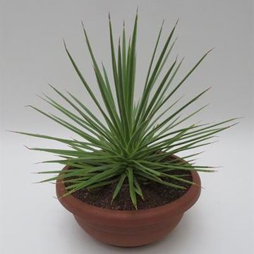 Agave Striata Var. Nana - Agave Porc-épic En Pot 12 Cm, Plante Grasse épineuse, Environ 5 Ans