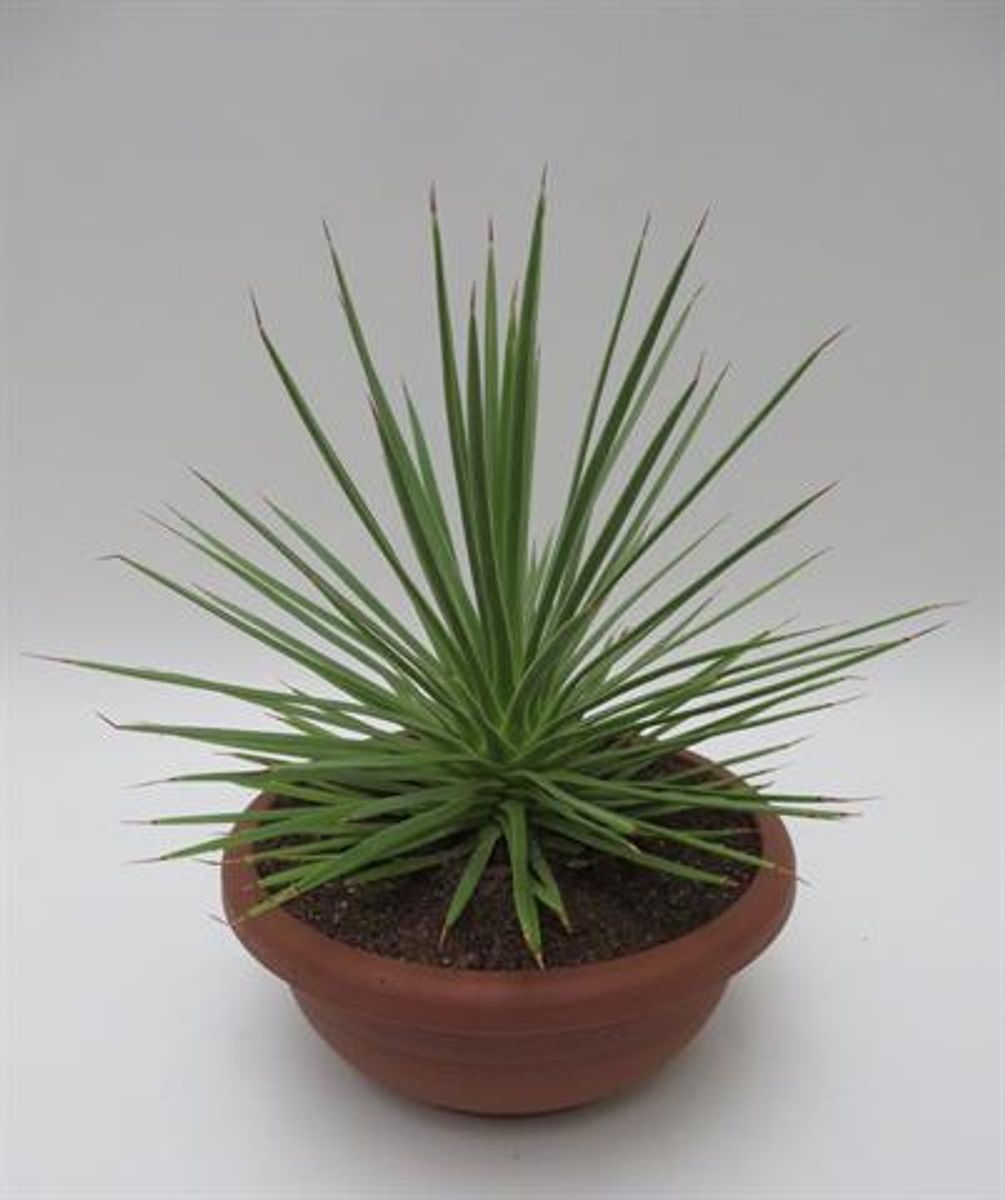Agave stricta 'Nana'  Plant Wholesale FlorAccess