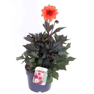 Dahlia HAPPY DAYS CREAMWHITE