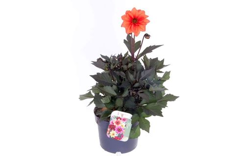 Dahlia HAPPY DAYS CREAMWHITE