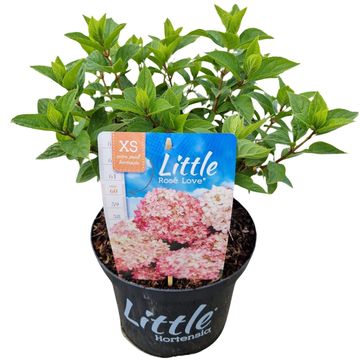 Hydrangea paniculata LITTLE XS ROSE LOVE