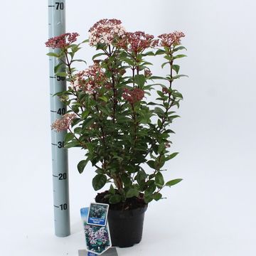 Viburnum tinus SPIRIT