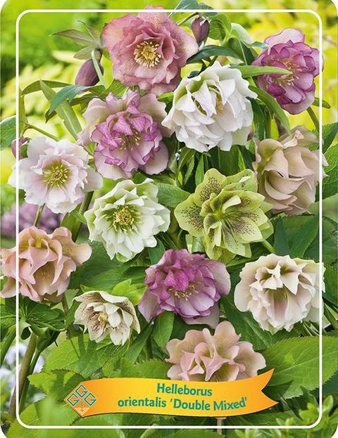 Helleborus MIX