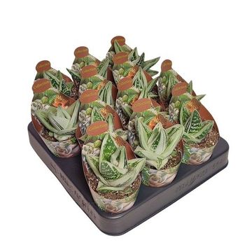 x Gasteraloe 'Green Ice'