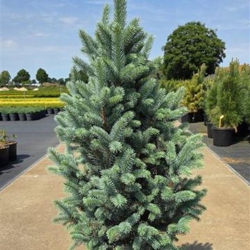 Picea pungens 'Iseli Fastigiate'