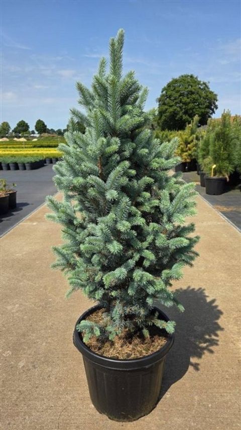 Picea pungens 'Iseli Fastigiate'