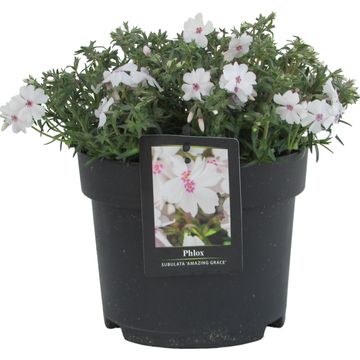 Phlox 'Amazing Grace'