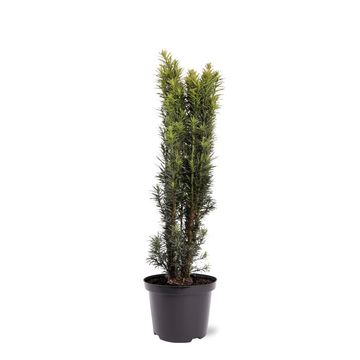 Taxus baccata 'Fastigiata Robusta'