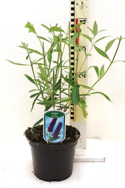 Buddleja davidii 'Black Knight'