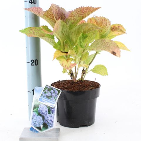 Hydrangea macrophylla 'Bodensee'