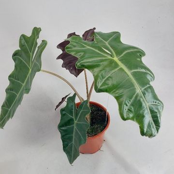 Alocasia 'Spardo Sanderiana'