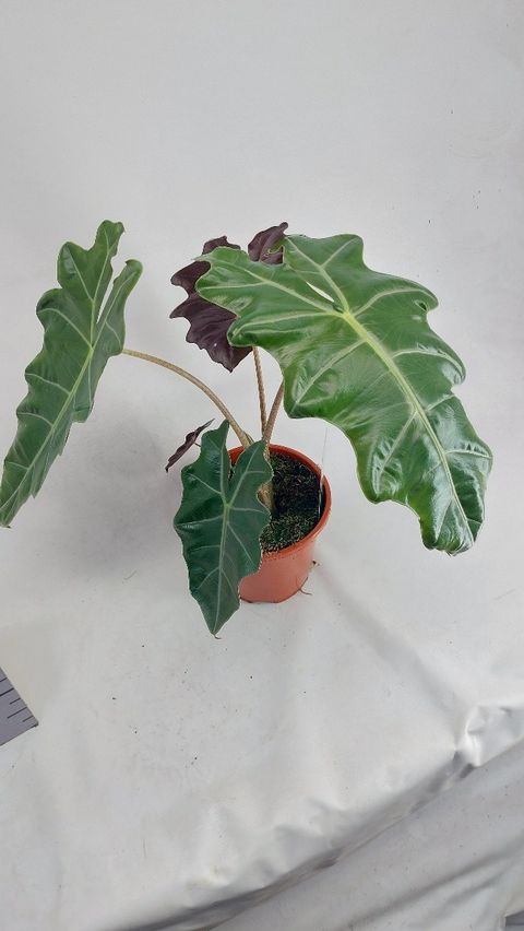 Alocasia 'Spardo Sanderiana'