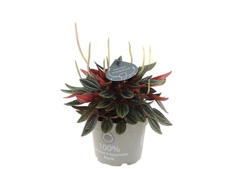 Peperomia caperata 'Rosso'