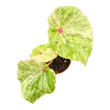 Begonia 'Rouge Variegata'