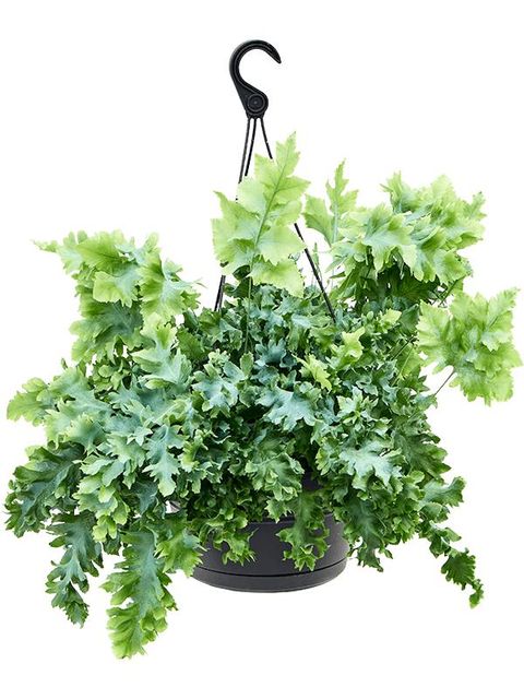 Phlebodium aureum DAVANA