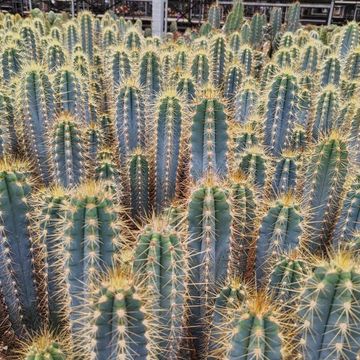 Pilosocereus azureus