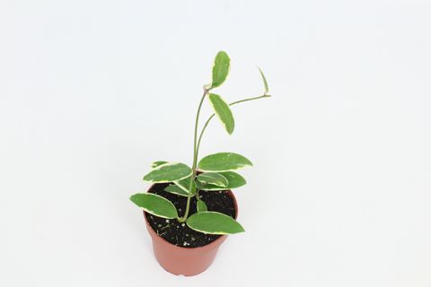 Hoya verticillata 'Outer Variegata'