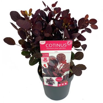 Cotinus coggygria 'Lilla'