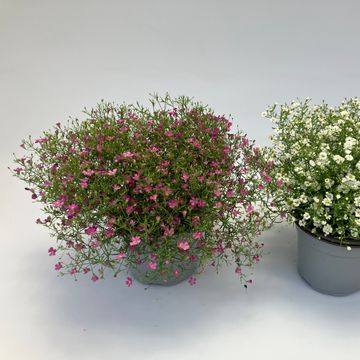 Gypsophila muralis 'Gypsy Deep Rose'