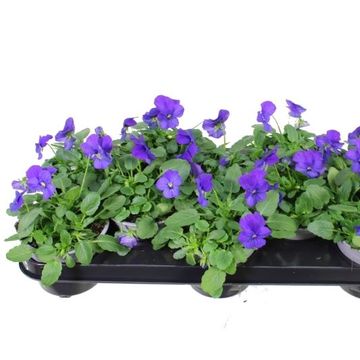 Viola SORBET XP TRUE BLUE