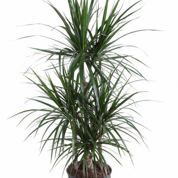 Dracaena marginata