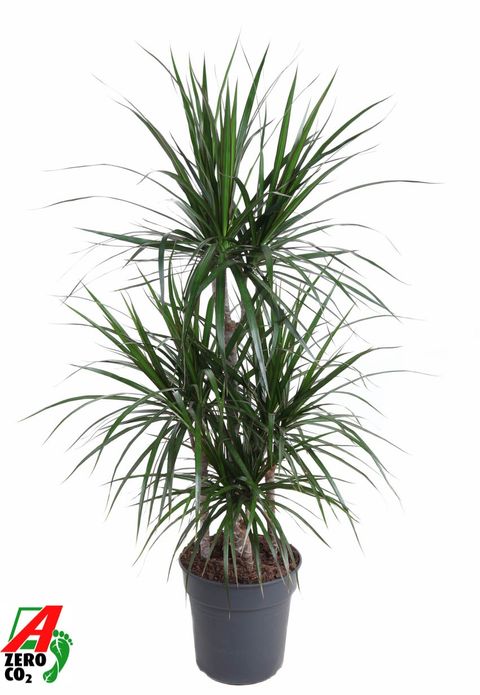 Dracaena marginata