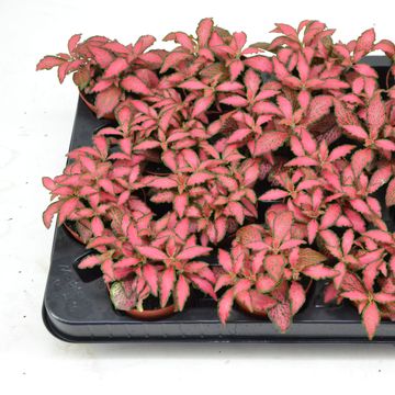 Fittonia verschaffeltii 'Forest Flame'