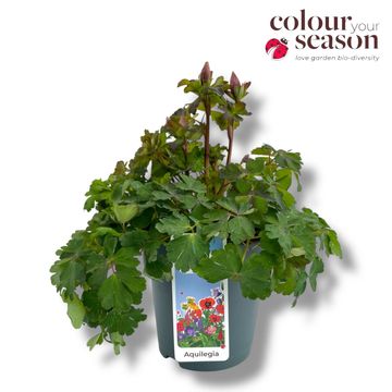 Aquilegia 'Spring Magic Rose and White'