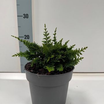 Chamaecyparis obtusa 'Teddy Bear'