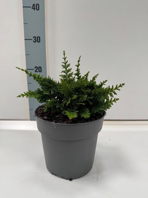 Chamaecyparis obtusa 'Teddy Bear'