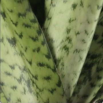 Sansevieria zeylanica