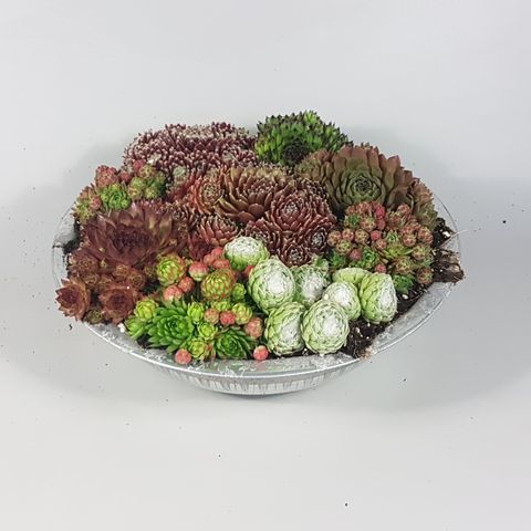 Sempervivum MIX