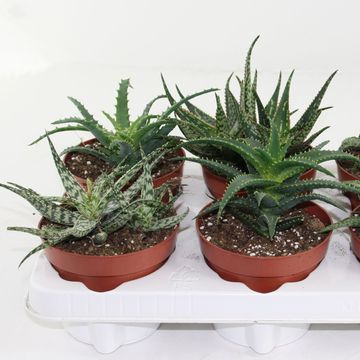 Aloe MIX