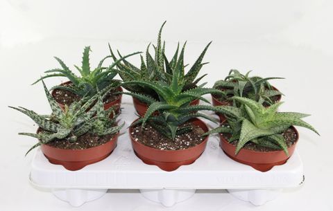 Aloe MIX